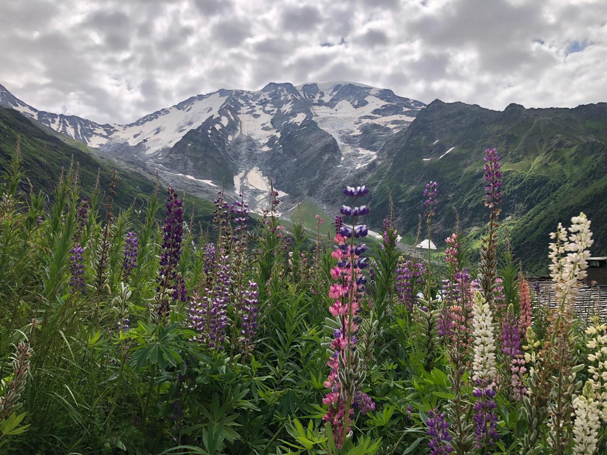Chalet Riviere Du Bon Nant Location De 6 A 14 Personnes En Haute Savoie Saint-Gervais-les-Bains Buitenkant foto