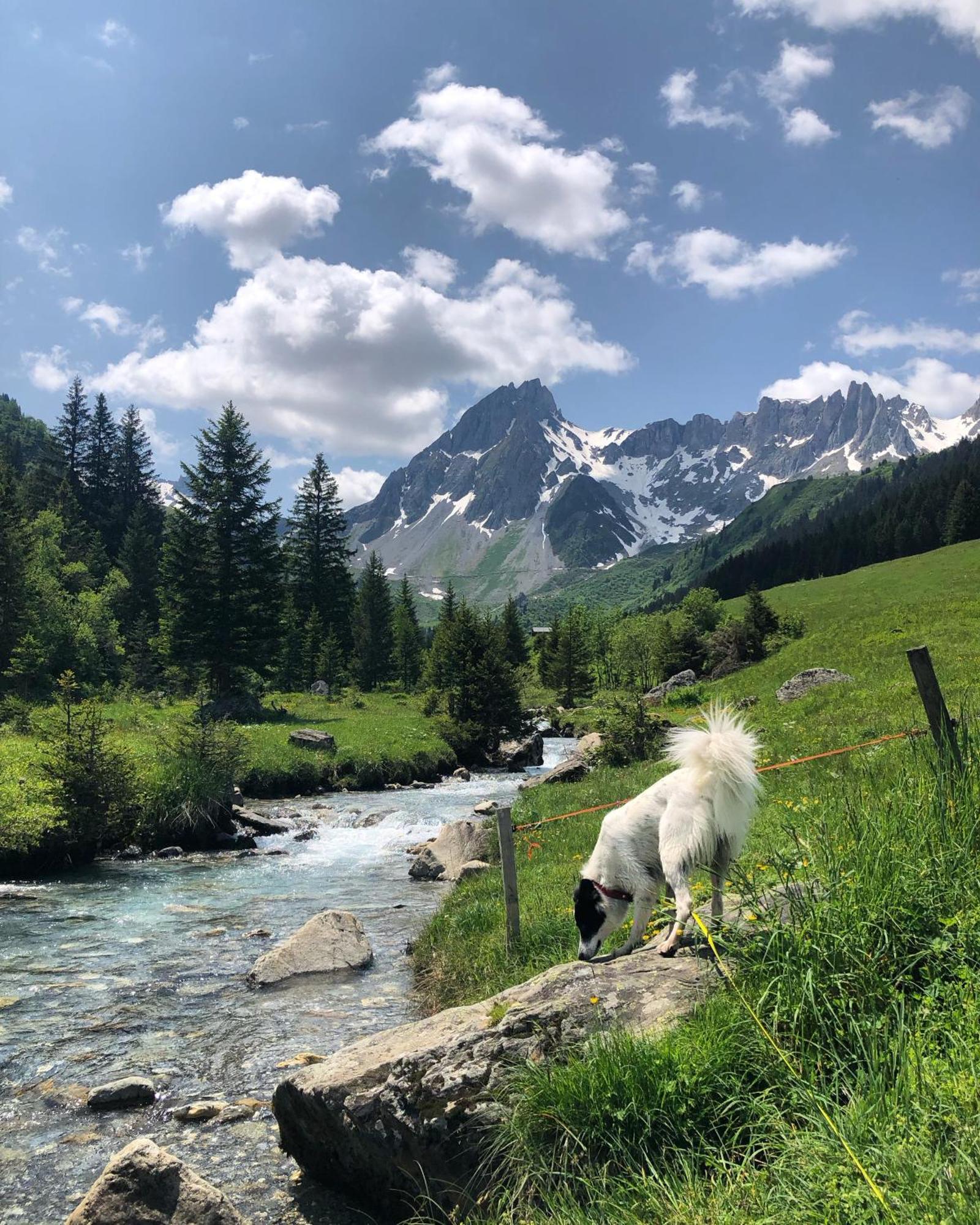 Chalet Riviere Du Bon Nant Location De 6 A 14 Personnes En Haute Savoie Saint-Gervais-les-Bains Buitenkant foto
